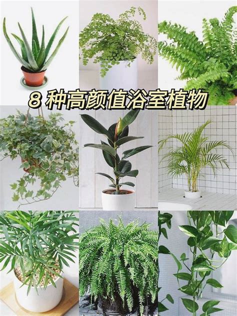 廁所盆栽|浴室植物怎麼挑？8種耐陰好養盆栽妝點你的。